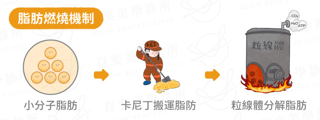 要燃燒煤塊產生能量才能驅動列車,如果只有一個挖煤工人的產出,內燃機裡的燃料少,燃燒的效率並不高。如果是一群工人(左旋肉鹼)一起挖煤(脂肪),丟進內燃機(粒腺體)時,人體脂肪燃燒的效率就會提高很多。因此,消脂點滴(燃脂點滴,瘦瘦點滴,減脂點滴)中的左旋肉鹼特性,有助於燃燒脂肪,搭配飲食控制,進而能幫助降低體重減重,是燃脂代謝的重要輔佐功臣。 卡尼丁燃燒脂肪過程01v2