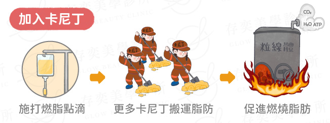 卡尼丁燃燒脂肪過程02v2