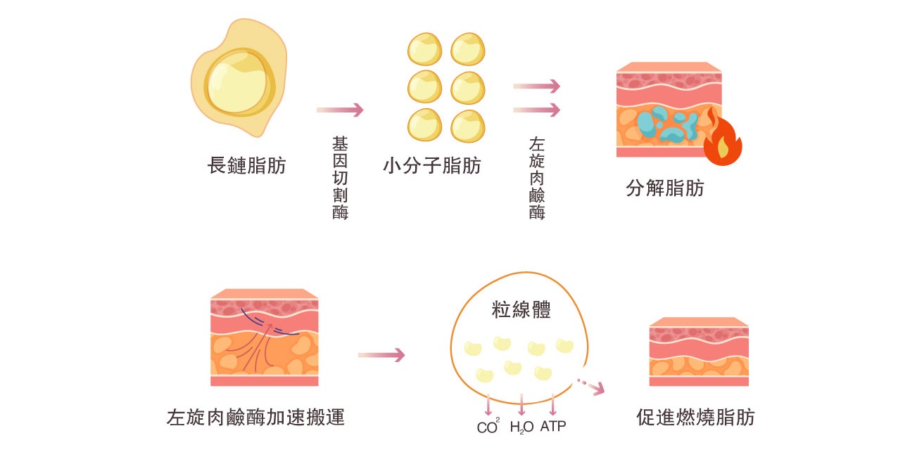 消脂點滴燃脂點滴瘦瘦點滴燃脂原理左旋肉鹼是脂肪代謝過程中的必要輔酶_2