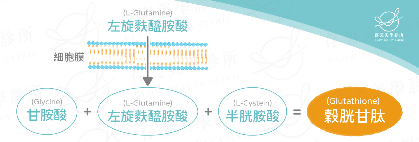 榖胱甘肽(GSH)合成-貝力多穀胱甘肽修復點滴/美容點滴/營養點滴是以胺基酸為基底,由左旋麩醯胺酸、半胱胺酸、甘胺酸這三個胺基酸合成的一個多胜肽分子,添加高價值的抗氧化劑,透過榖胱甘肽前驅物,讓身體自行合成為「榖胱甘肽(Glutathione)」 穀胱甘肽合成-01