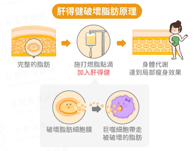 肝得健脂肪過程-手機