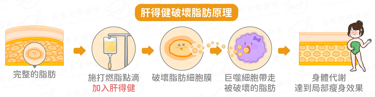 肝得健脂肪過程v3