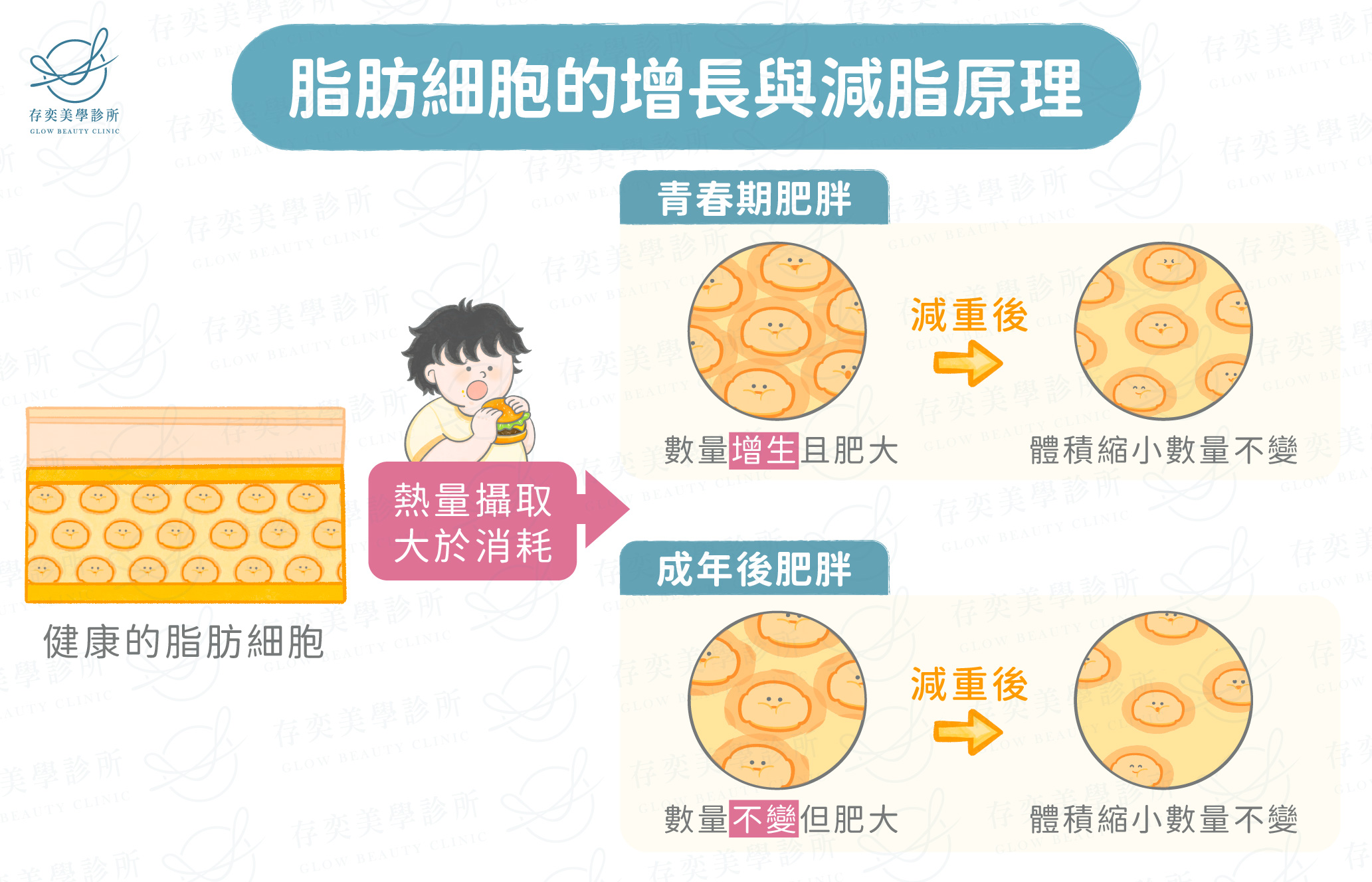 脂肪細胞的增長與減脂原理解析_工作區域 1