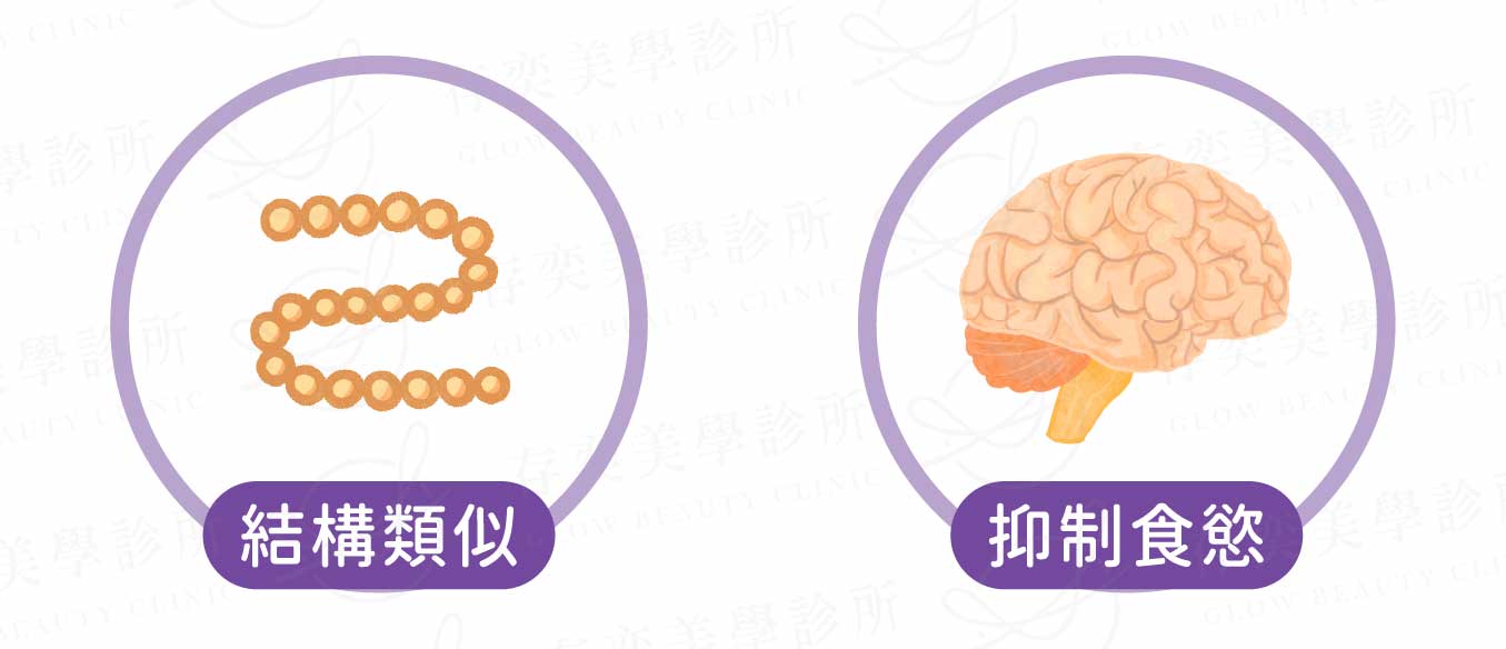 善纖達減重筆主成分與GLP1結構類似可抑制食慾 善纖達(減重筆)治療特色提供大腦關鍵飽足訊號1