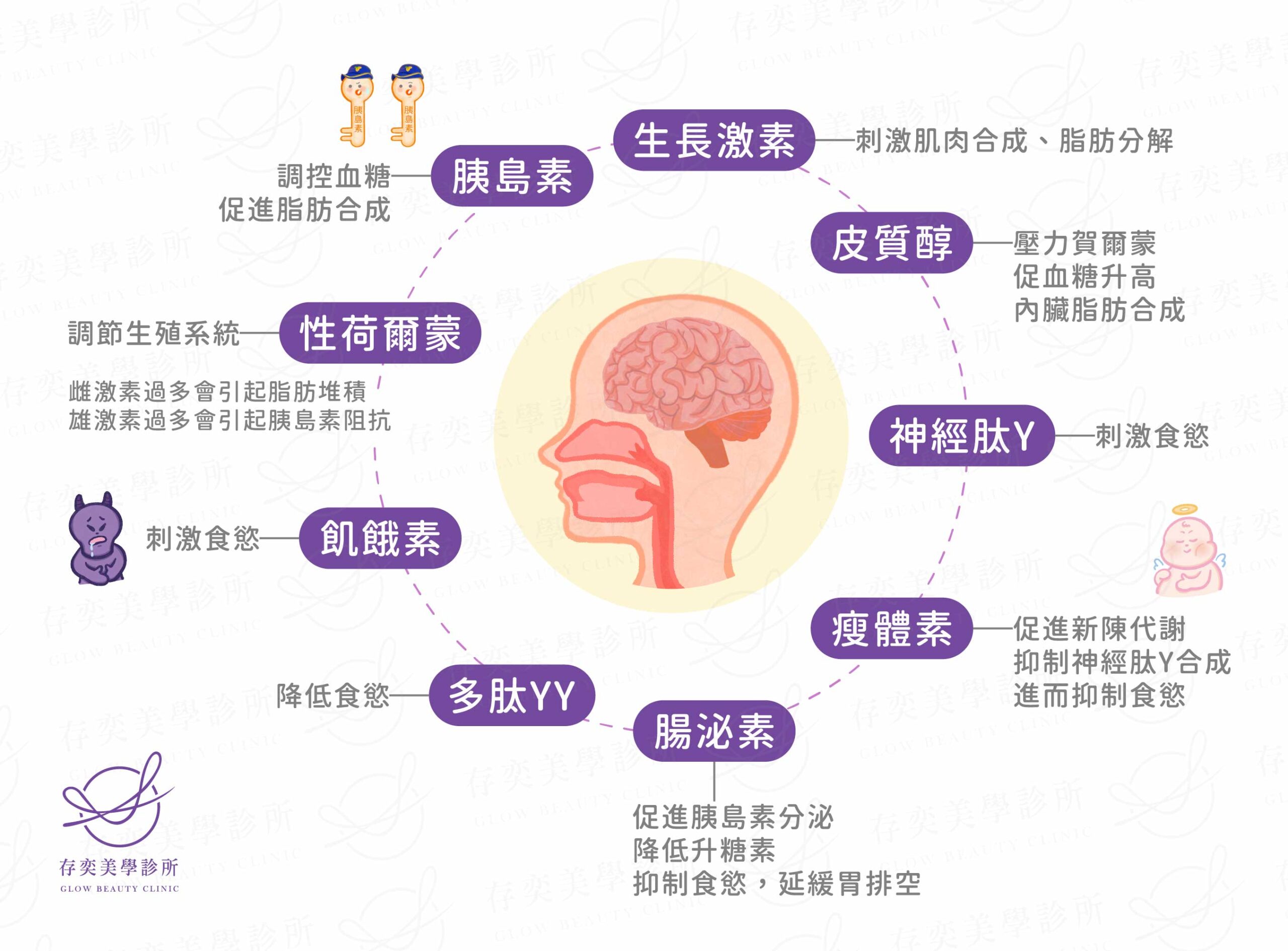 減重之前首先要認識肥胖的可能原因,越來越多的科學數據驗證出,肥胖的原因與荷爾蒙激素有關,例如胰島素、腸泌素、皮質醇、女性賀爾蒙、瘦體素、飢餓素、神經肽Y、多肽YY等,這些激素在體內主要掌管食慾、飽足感及血糖相關。 善纖達_肥胖的原因與激素失調有關