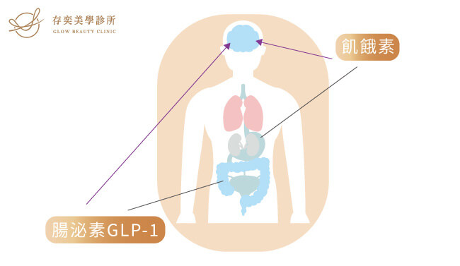 飢餓素-腸泌素GLP-1