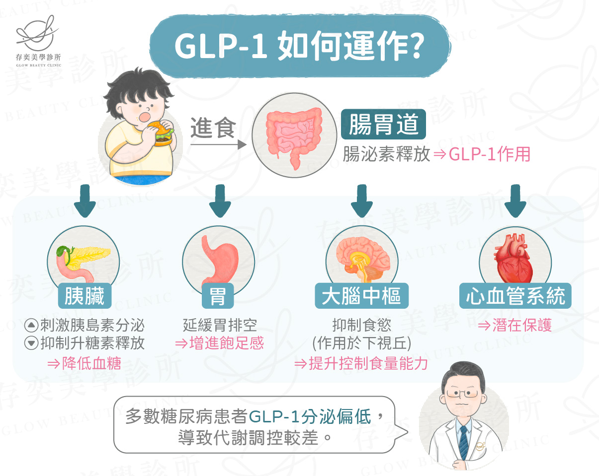 胃肉毒腸泌素GLP-1的關聯_工作區域 1