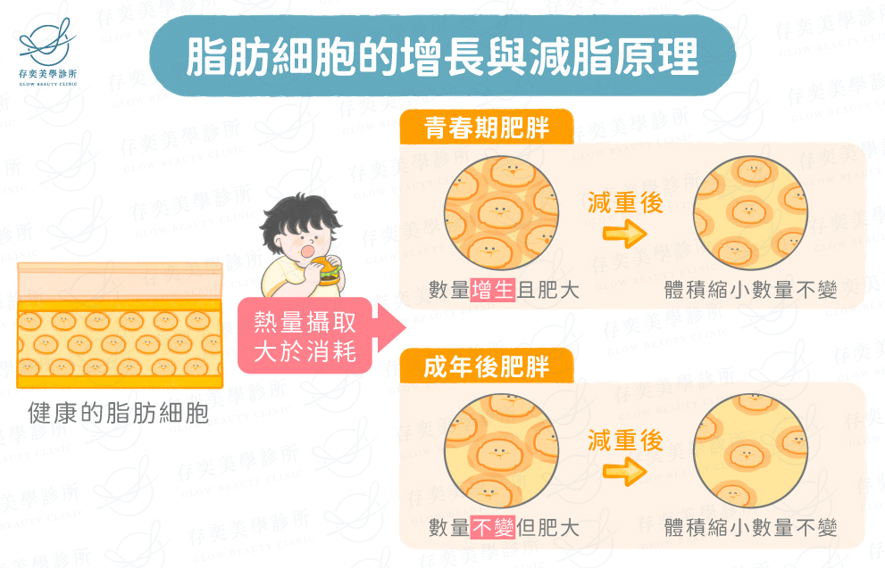 過多的能量轉換成三酸甘油酯留存在脂肪細胞中,脂肪細胞的數量到青春期後就不再增加,因此成年後的肥胖屬於脂肪細胞肥大。減脂的原理是透過飲食控制及運動,限制進入細胞內的能. 脂肪細胞的增長與減脂原理v2