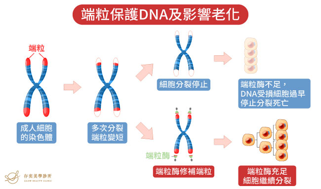 細胞分裂端粒保護DNA及影響老化_1