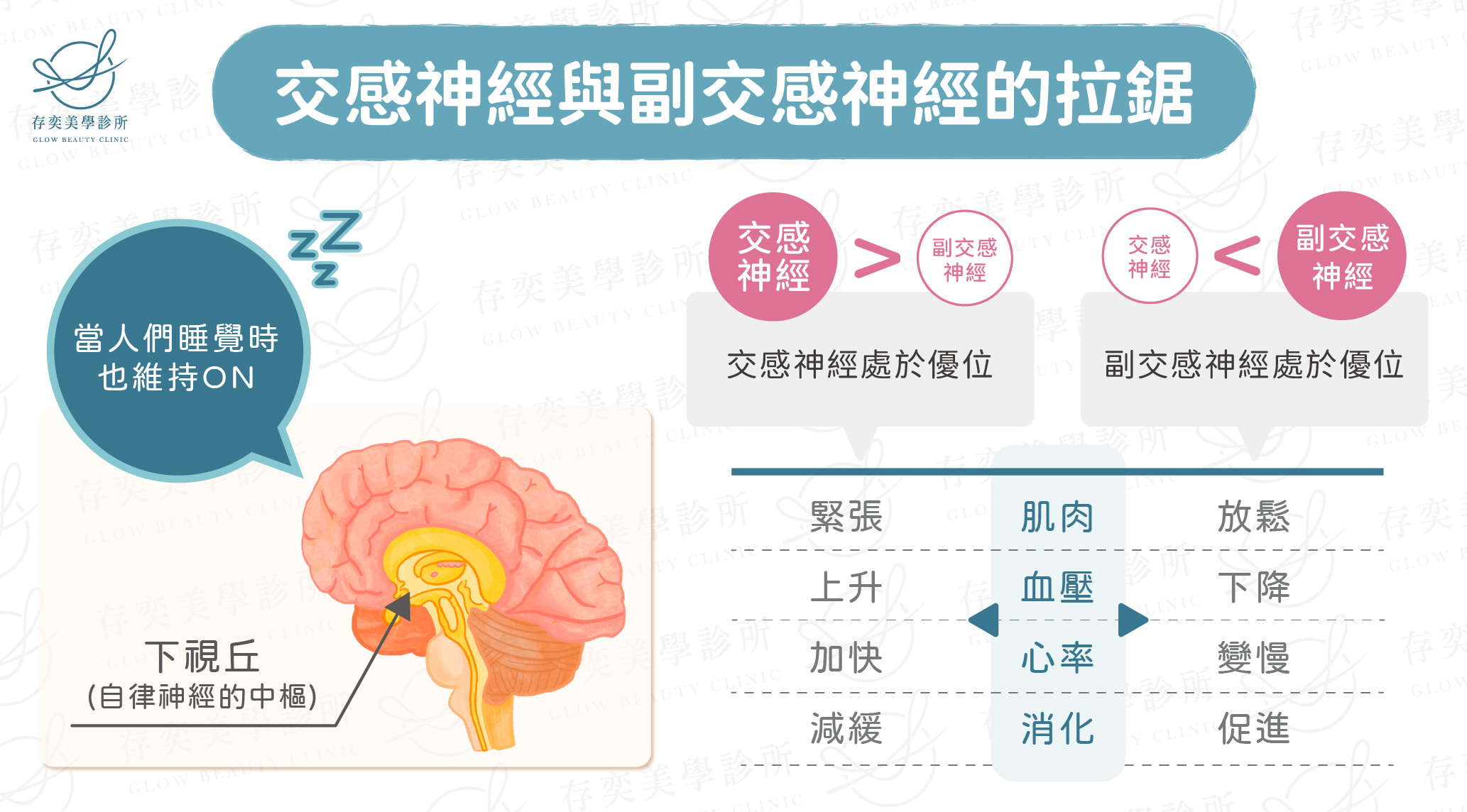 交感神經與副交感神經的拉鋸-01