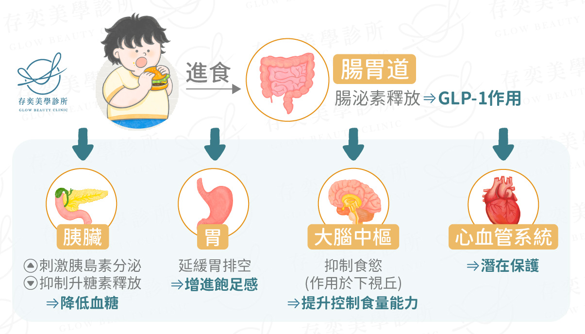抑制食慾-善纖達減重筆原理v2
