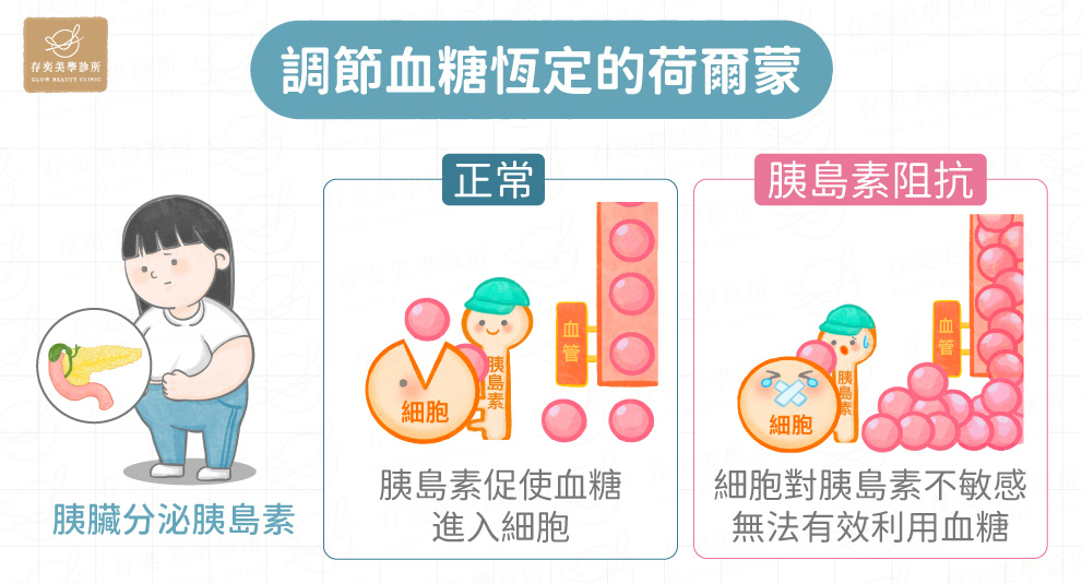 調節血糖恆定的荷爾蒙v2