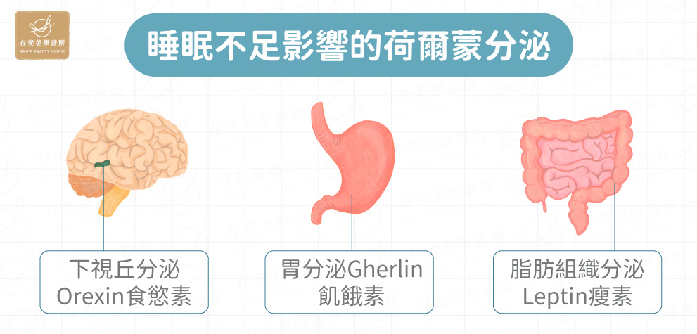 睡眠不足影響的荷爾蒙分泌