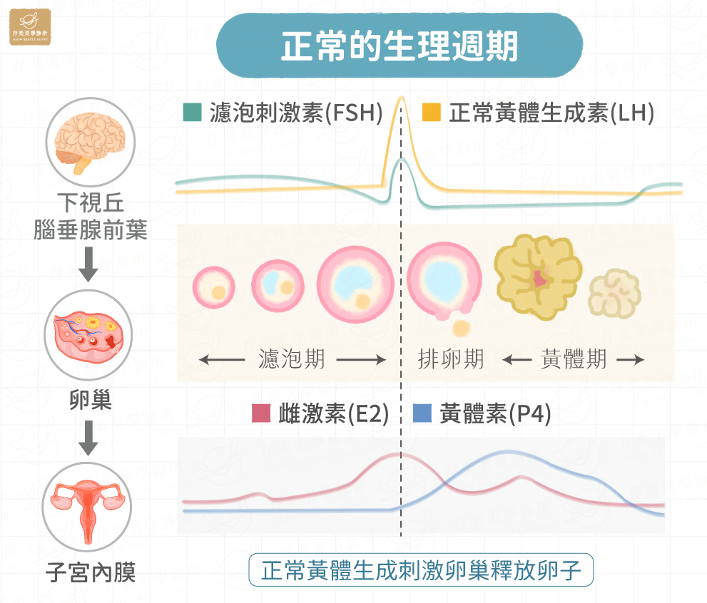 月經期間荷爾蒙變化_慢性不排卵會造成黃體素不足_正常