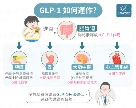 腸泌素GLP-1的關聯v5