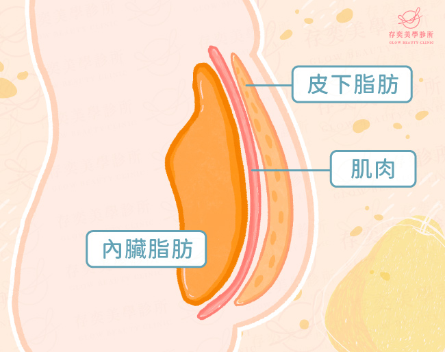 人體內其他脂肪v2
