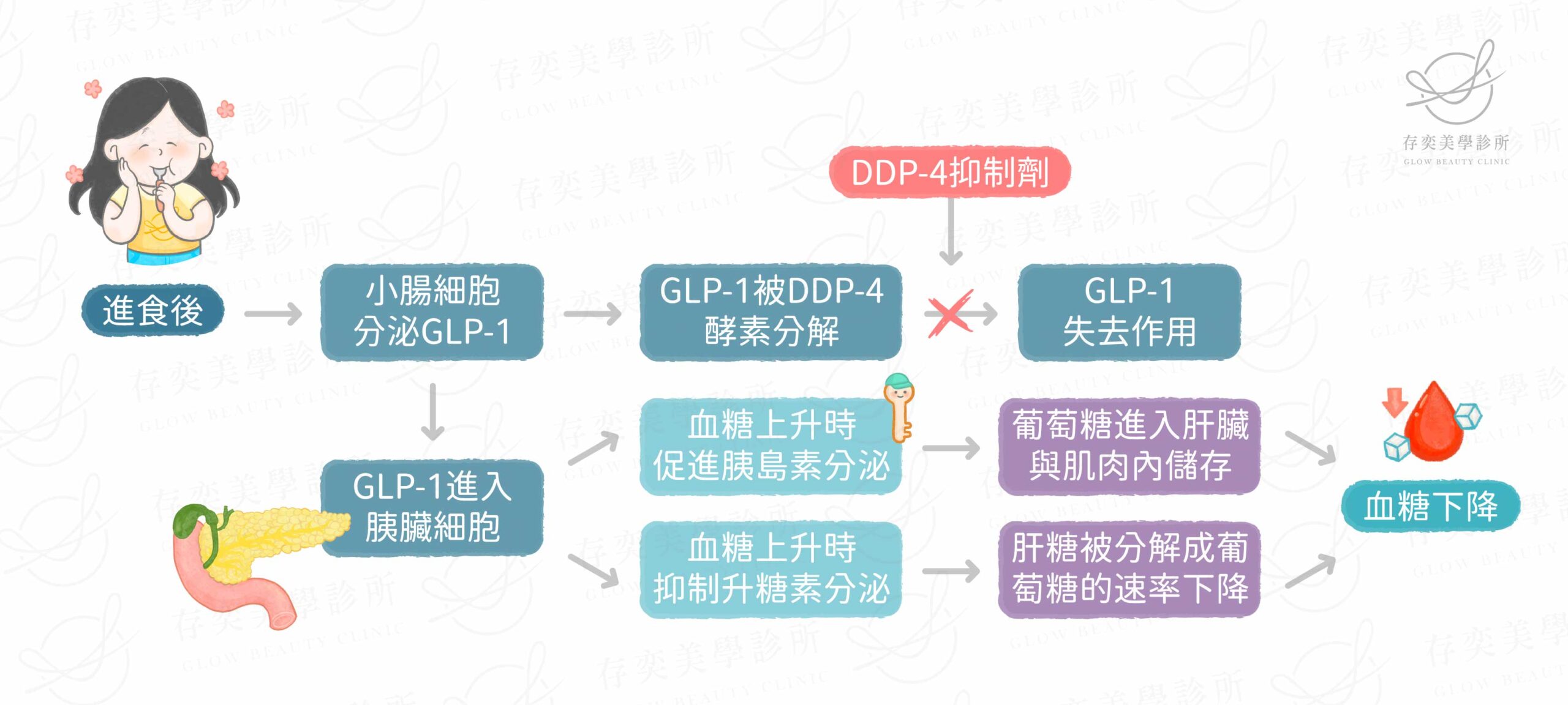 GLP-1調節血糖的機轉