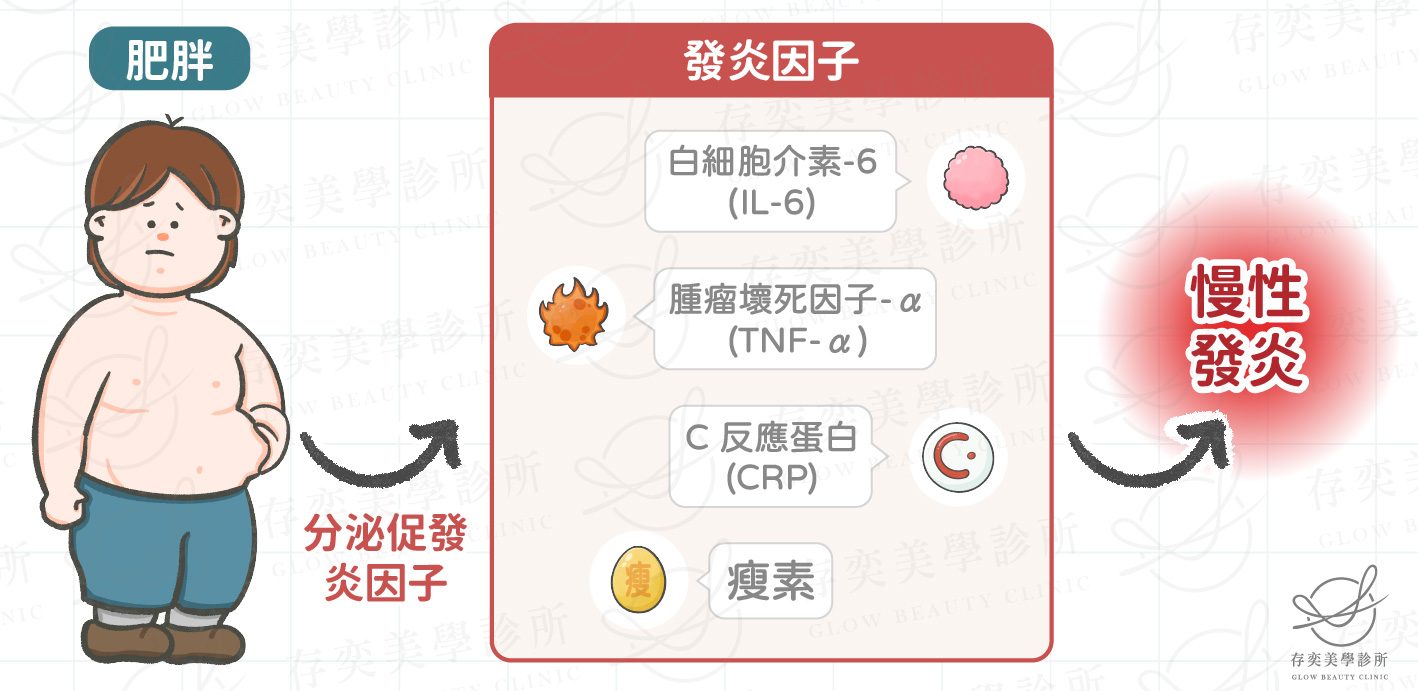 血管硬化4種原因-肥胖與胰島素4_工作區域 1