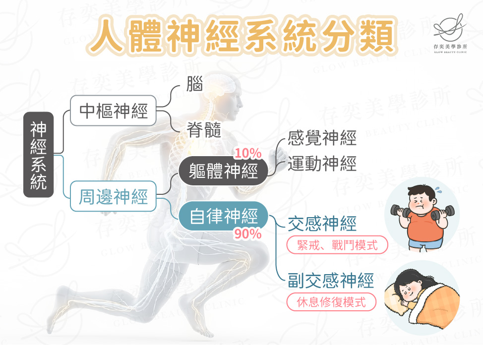自律神經系統是什麼v2-01